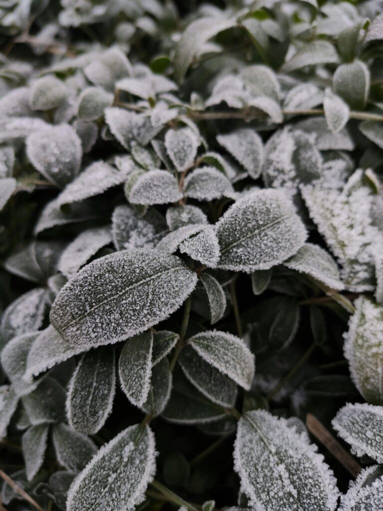 Detailed close-up of frosted leaves, highlighting nature's winter beauty.